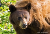 K3A8592-Black Bear.jpg