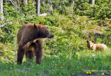 K3A8640-Black Bear.jpg
