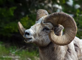 K3A5417-Mountain Sheep.jpg