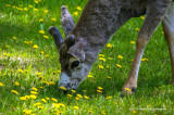 K3A5494-Mule Deer.jpg