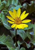 K3B0421-Butterweed.jpg