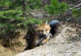 K5H9611-Fox.jpg