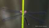 K3B2120-Damsel Fly.jpg