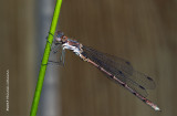 K3B2132-Damsel Fly.jpg