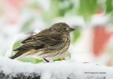 K3B2325-House Finch female.jpg