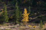 K3B2532-Kananaskis.jpg