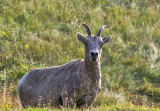 K3B2579-Rocky Moutain Sheep.jpg