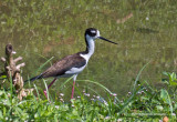 IMP5780-Black-necked Stilt.jpg