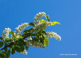 K3B9240-Mayday Tree Blossums.jpg