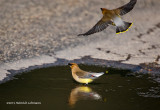 K3C0178-Cedar Waxwings.jpg