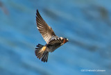 K3C3963-Cliff Swallow.jpg