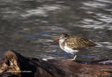 K3C4991-Spotted Sandpiper.jpg