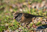 K3C6677-Dark-eyed Junco.jpg