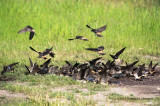 K3C6821-Cliff Swallows.jpg