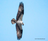 K3C6943-Osprey.jpg