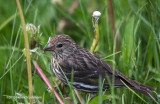 K3C7008-Pine Siskin.jpg