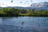 K5I0823-Cliff Swallows.jpg
