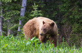 K3C4313-Black Bear.jpg