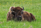 K3C4673-Bison Cow.jpg