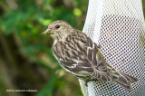 IMP9259-Pine Siskin.jpg