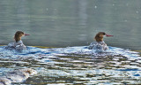 K3C3497-Common Merganser.jpg