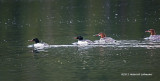 K3C3521-Common Merganser.jpg