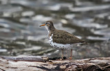 K3C5962-Spotted Sandpiper.jpg