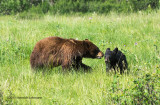 K3C4476-Black Bears.jpg