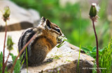 K3C5864-Chipmonk.jpg