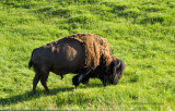 K5I0902-Bison.jpg
