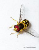 K3C6121-American Hover Fly.jpg