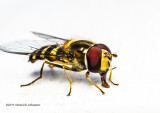 K3C6128-American Hover Fly.jpg