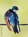 K3C2442-Tree Swallow.jpg