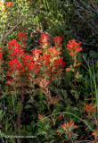 IMP8018-Indian Paintbrush.jpg
