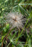 K3C5196.jpg