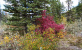 IMP0682-Kananaskis.jpg
