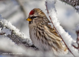 K3D5281-Common Redpoll.jpg