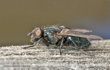 K3D5602-Blue Bottle Fly.jpg