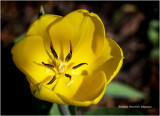 K3D5721-Tulip.jpg
