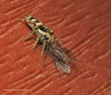 K310004-Metaphid Jumping Spider with prey.jpg