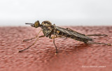 K310007-Mosquito.jpg