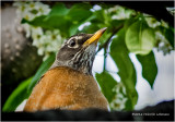 K310327-Robin.jpg