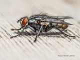 IMP1453-Flesh Fly.jpg