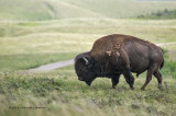 K3D6125-Bison.jpg