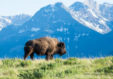 K3D6937-Bison.jpg
