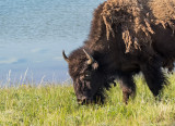K3D7708-Bison.jpg
