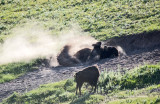 K3D7726-Bison.jpg
