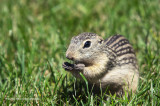 K3D7523-Thirteen-lined ground squirrel.jpg