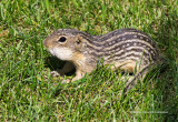 K311813-Thirteen-lined Groundsquirrel.jpg