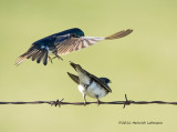 K3D7780-Tree-Swallows.jpg